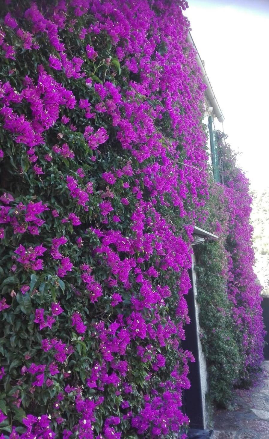 La Bouganvilla Porto Venere Buitenkant foto